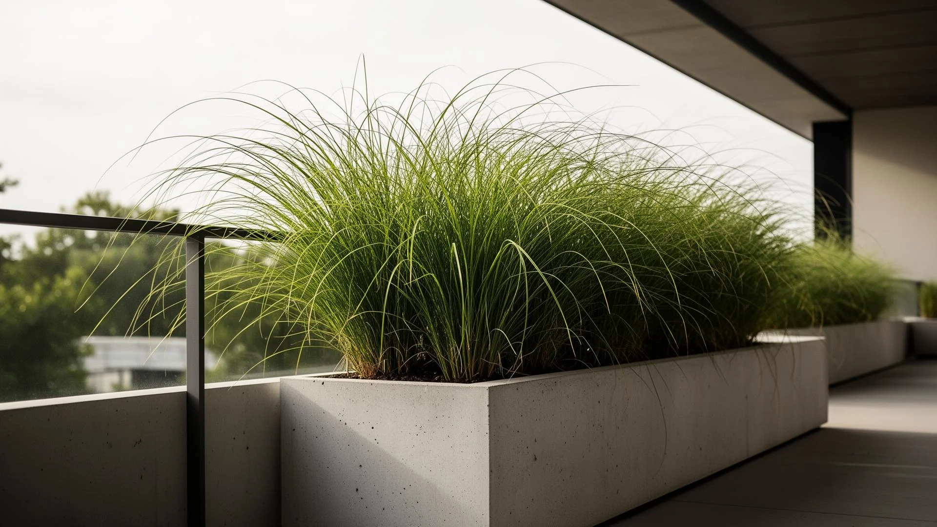 Japanische Segge in einem minimalistischen Beton-Pflanzgefäß
