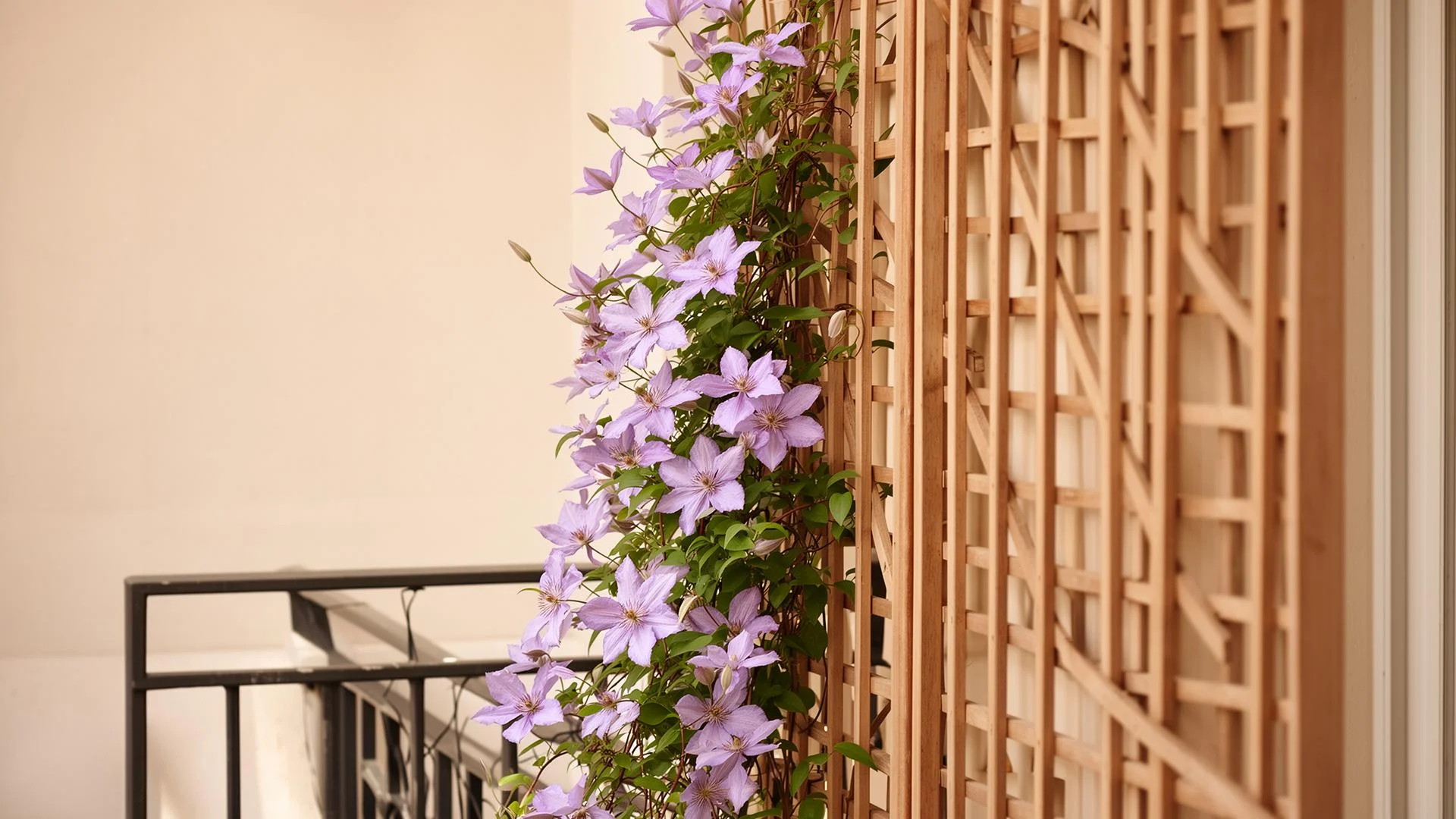 Clematis mit zarten violetten Blüten an einem Holz-Rankgitter